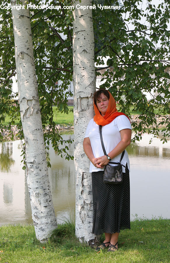 Birch, Human, People, Person, Tree, Wood, Clothing