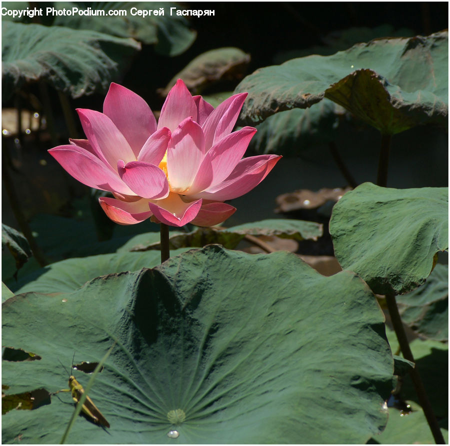 Flower, Lily, Plant, Pond Lily, Cactus, Blossom, Flora