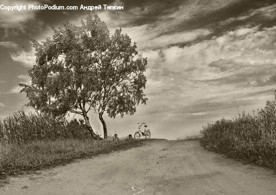 Plant, Tree, Bush, Vegetation, Oak, Wood, Grassland