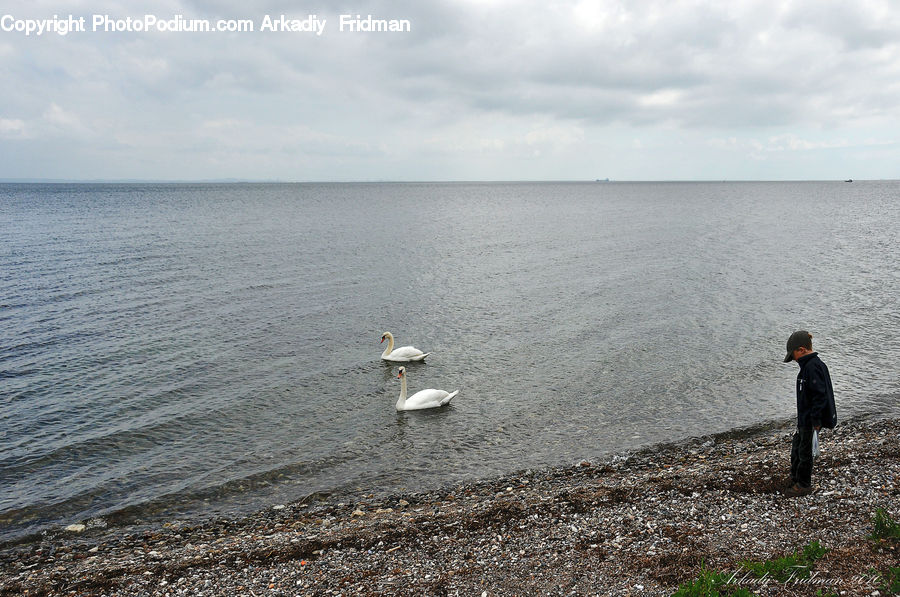 Bird, Swan, Waterfowl, Coast, Outdoors, Sea, Water