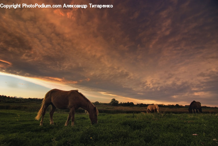 Countryside, Grassland, Grazing, Outdoors, Pasture, Ranch, Animal