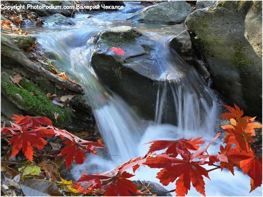 Maple, Maple Leaf, Plant, Creek, Outdoors, River, Water