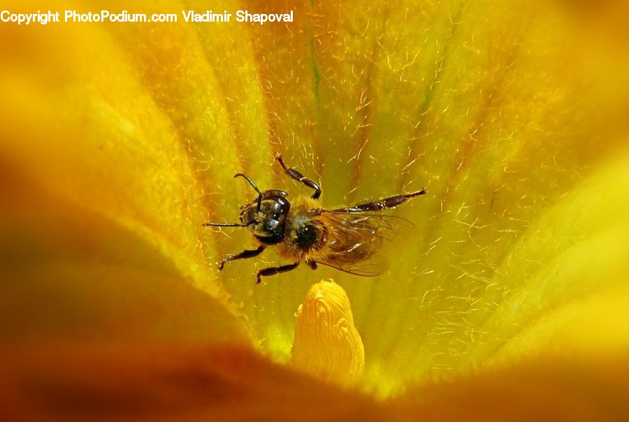 Bee, Bumblebee, Honey Bee, Insect, Invertebrate, Andrena, Apidae