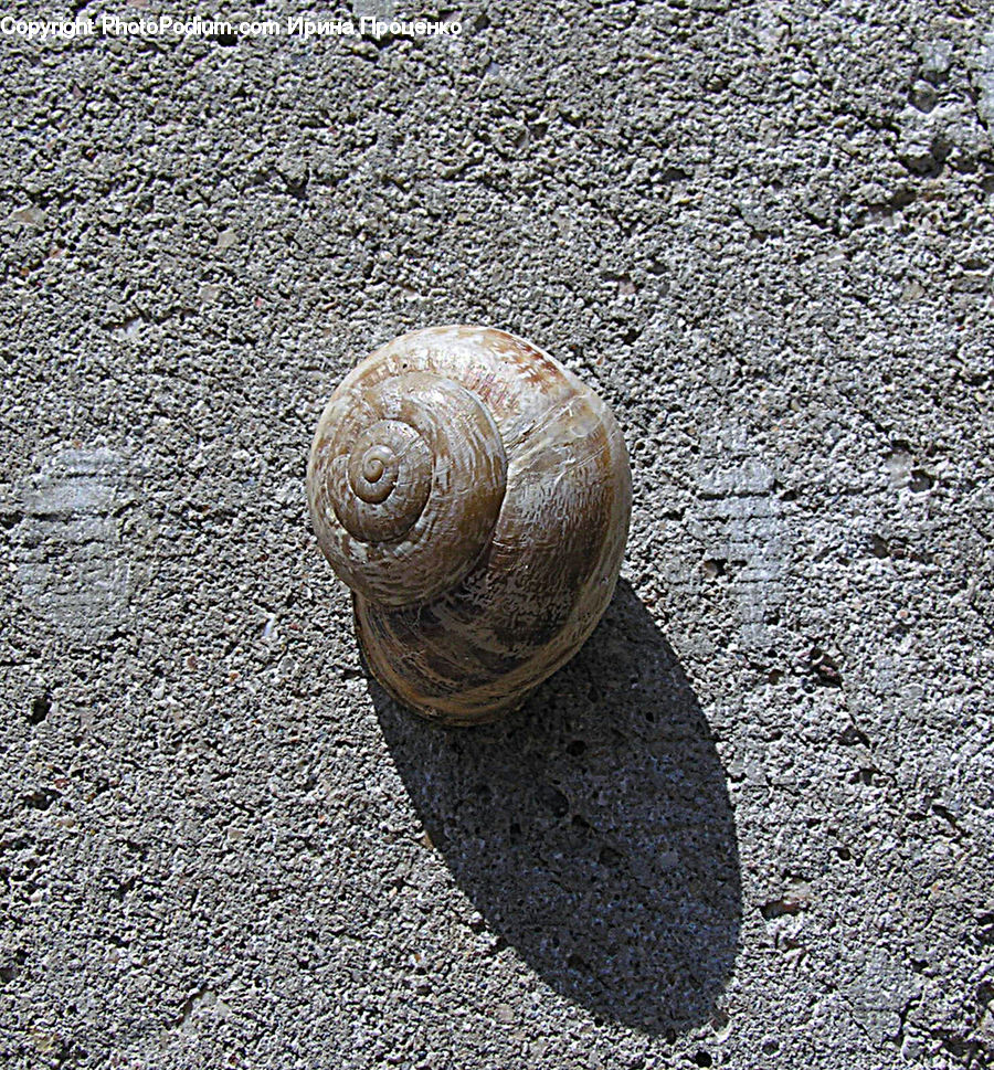 Invertebrate, Snail