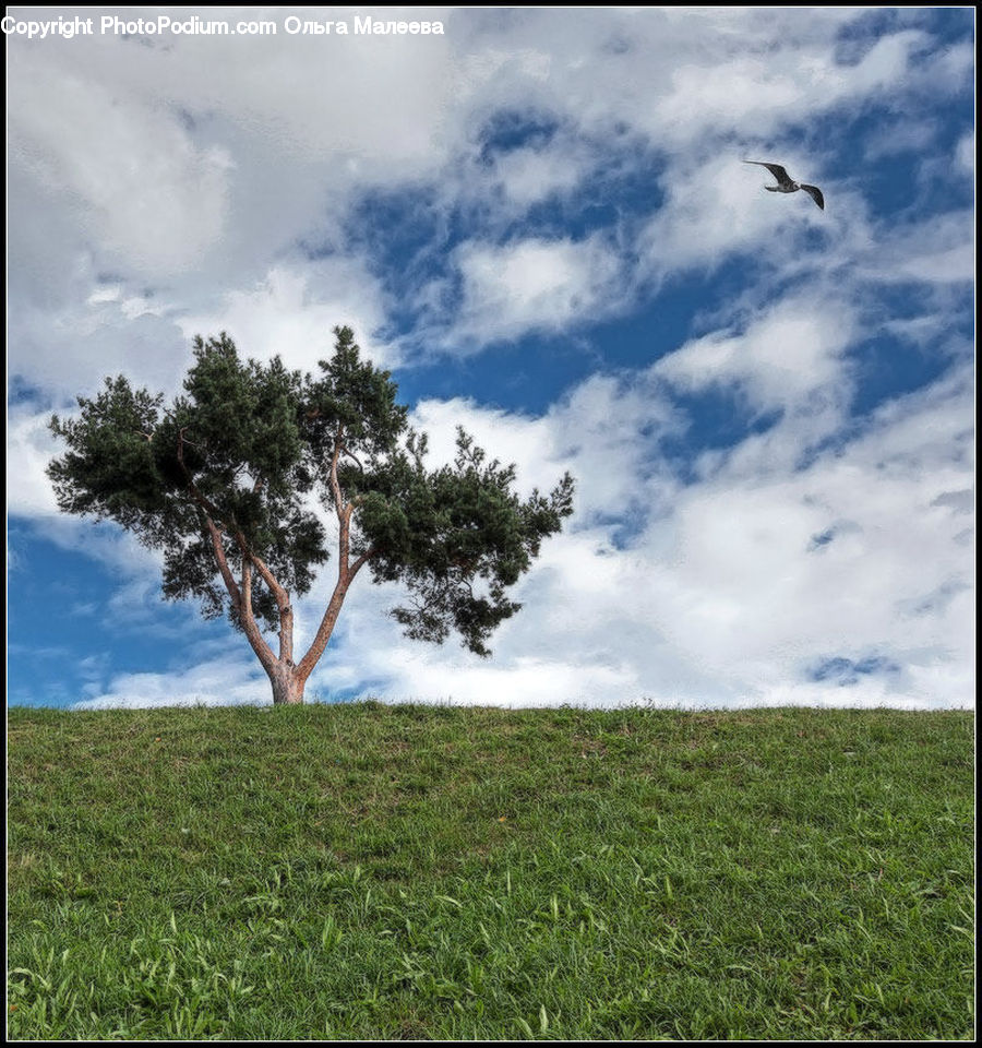 Field, Grass, Grassland, Land, Outdoors, Plant, Tree