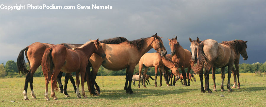 Animal, Horse, Mammal, Colt Horse, Foal