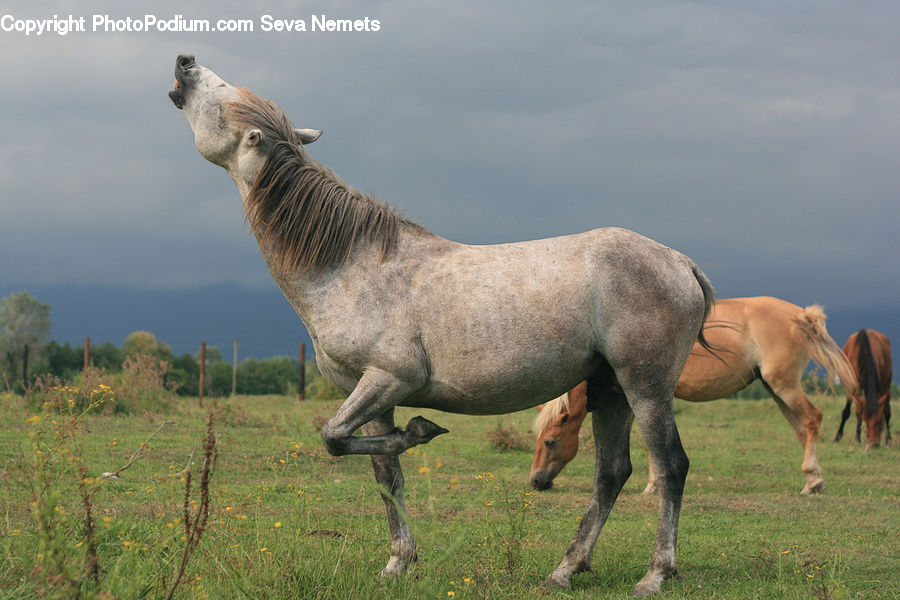 Animal, Horse, Mammal, Colt Horse, Foal