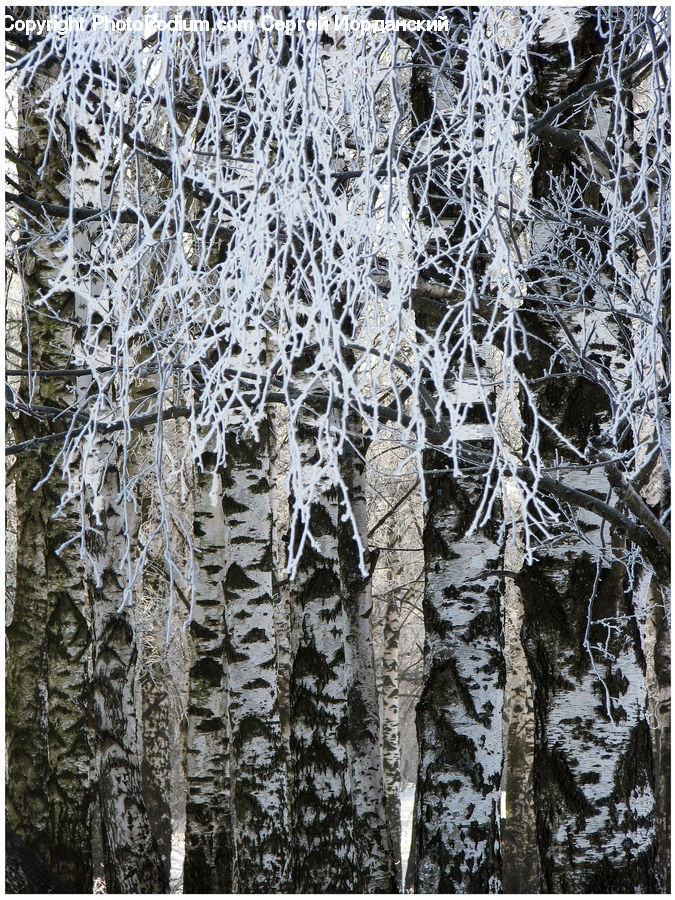 Frost, Ice, Outdoors, Snow, Lace, Cushion, Home Decor