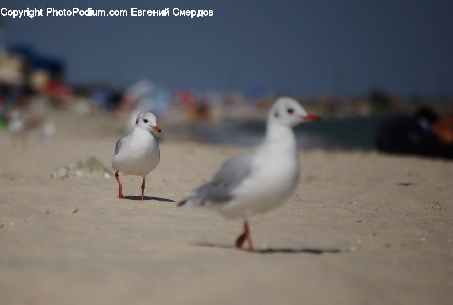 Bird, Seagull, Pigeon, Duck, Teal, Waterfowl, Dove