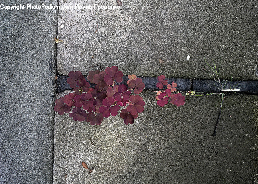 Asphalt, Tarmac, Dirt Road, Gravel, Pavement, Maple, Maple Leaf