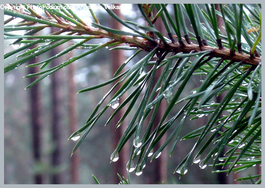 Conifer, Fir, Plant, Tree, Spruce, Wood, Pine