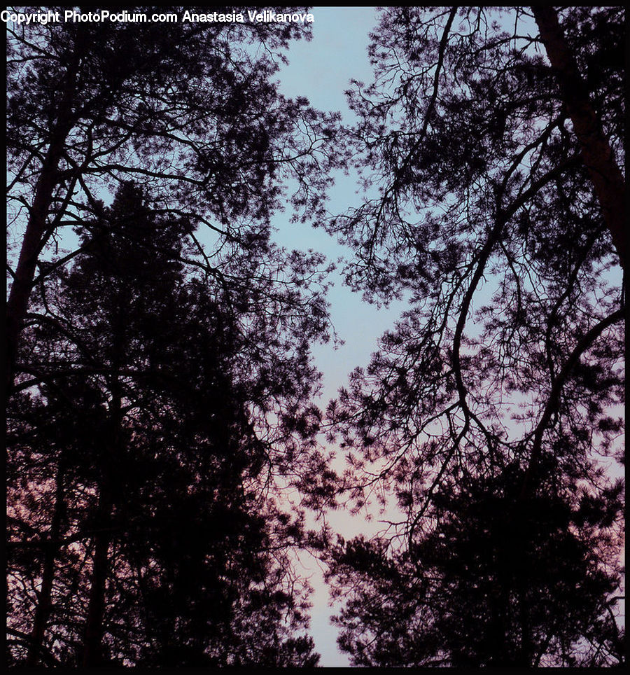 Silhouette, Forest, Vegetation, Flare, Light, Sunlight, Plant