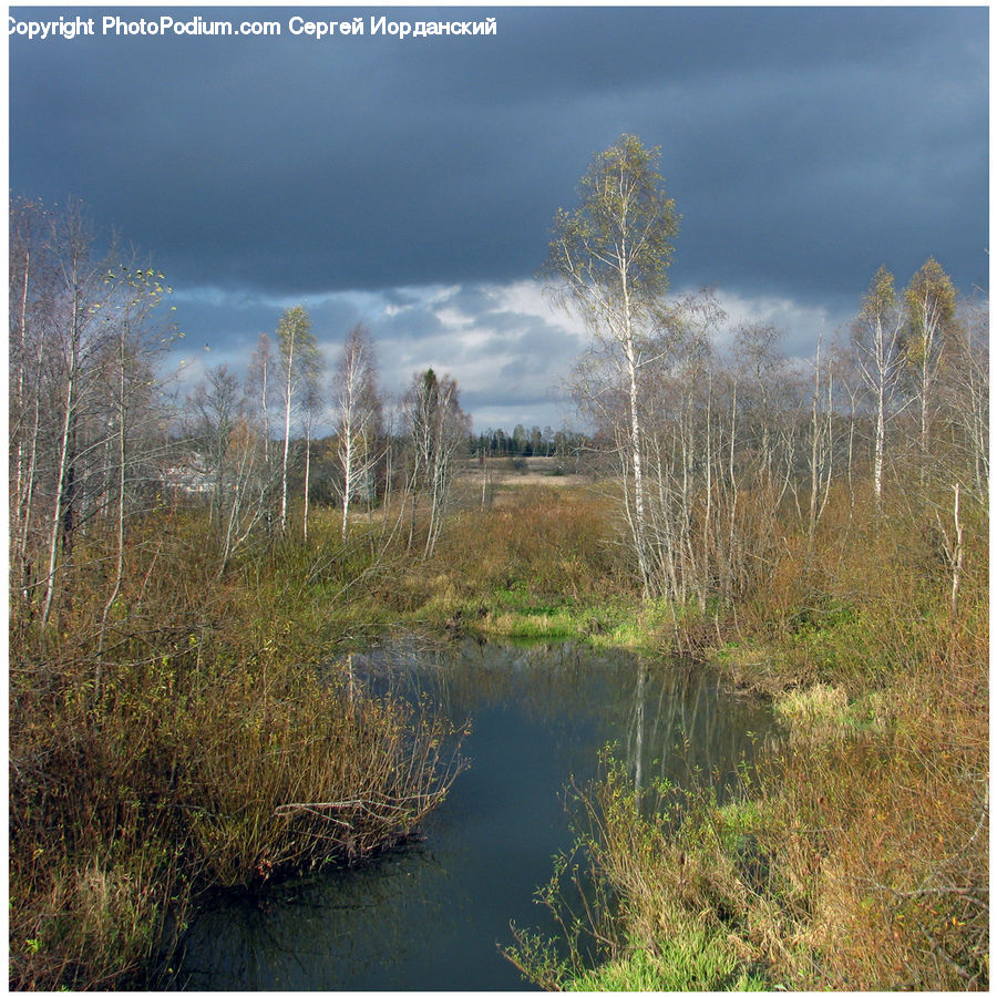 Land, Marsh, Pond, Swamp, Water, Field, Grass