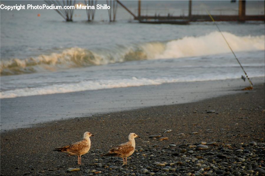 Bird, Seagull, Beach, Coast, Outdoors, Sea, Water