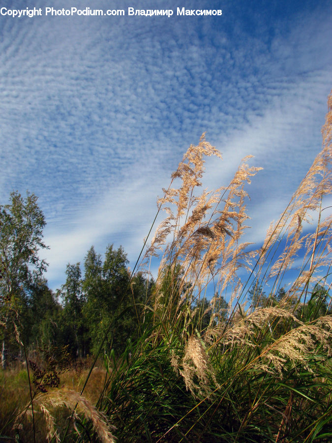 Field, Grass, Grassland, Plant, Grain, Wheat, Vegetation