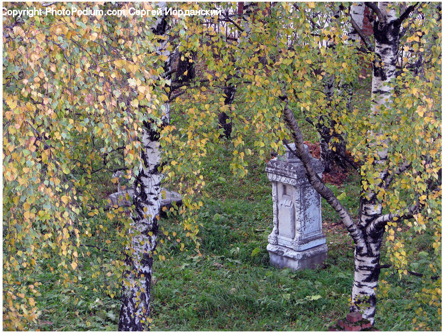 Tomb, Birch, Tree, Wood, Collage, Poster, Oak