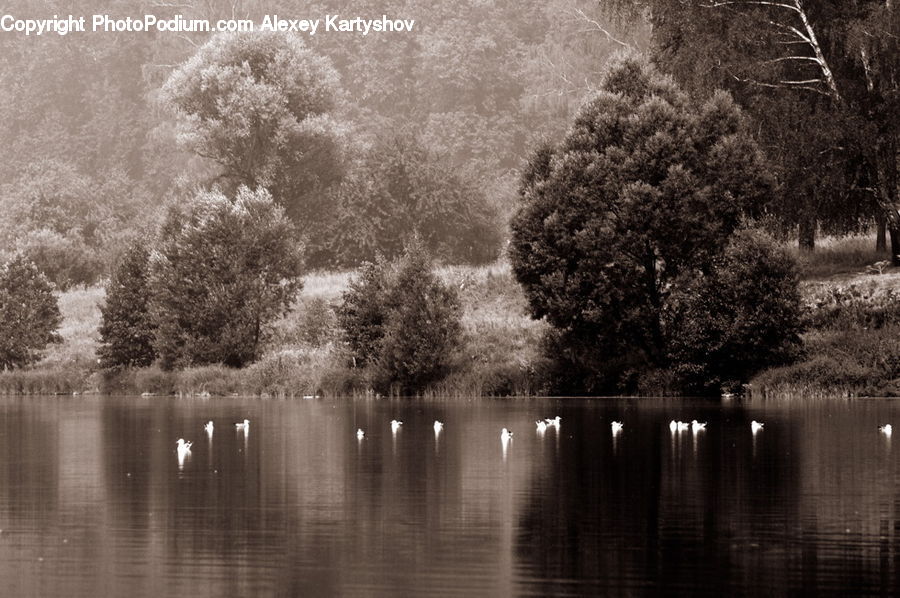 Flood, Outdoors, Pond, Water, Plant, Tree, Blossom