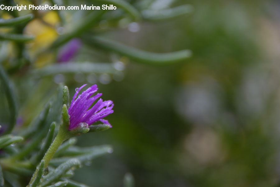 Blossom, Flora, Flower, Plant, Geranium, Conifer, Fir