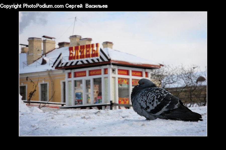 Bird, Pigeon, Dove, Building, Housing, Villa, Sign