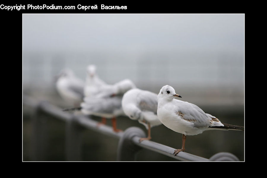 Bird, Seagull, Dove, Pigeon, Grouse, Ptarmigan