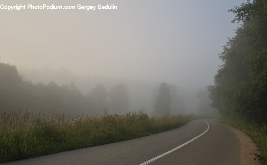 Fog, Mist, Outdoors, Road, Plant, Tree, Dirt Road