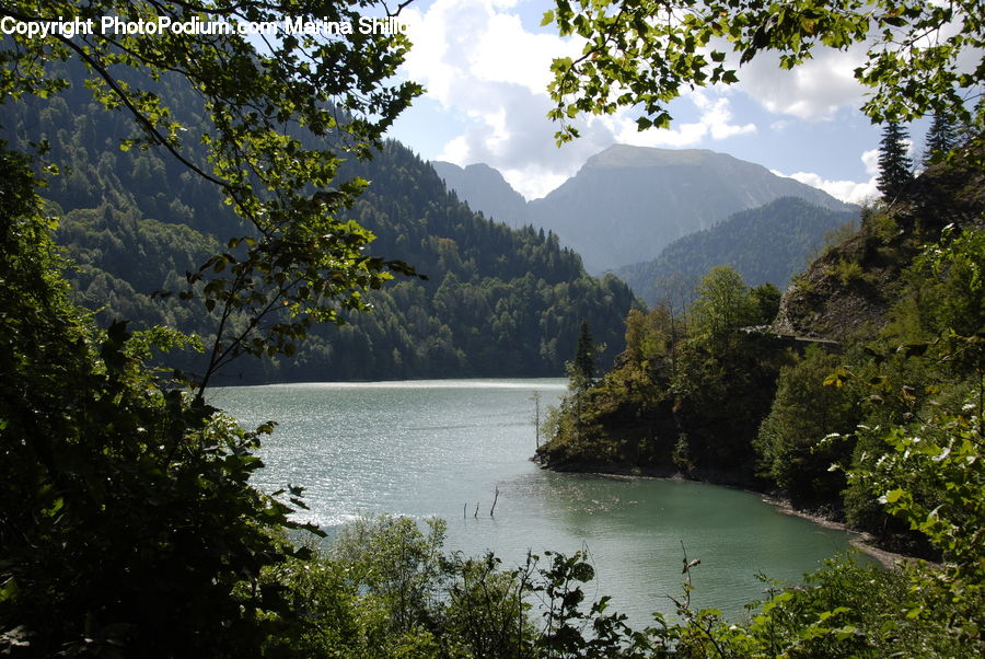 Lake, Outdoors, Water, Bush, Plant, Vegetation, Forest