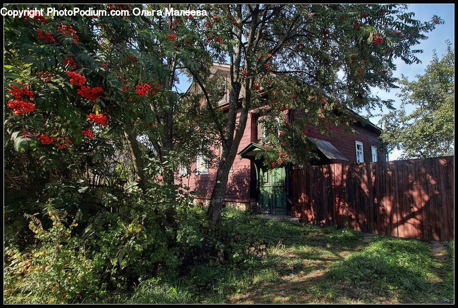 Building, Cottage, Housing, Plant, Potted Plant, Blossom, Flora