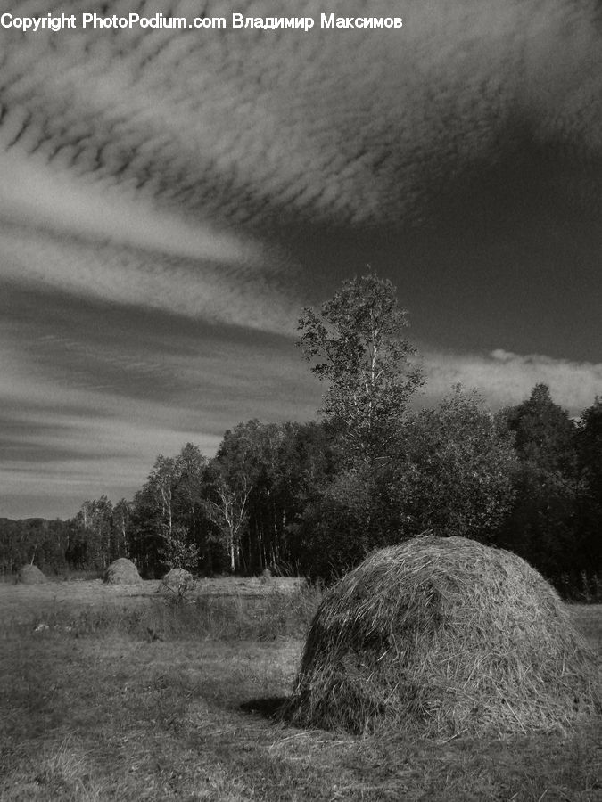 Countryside, Outdoors, Hay, Straw, Plant, Tree, Farm