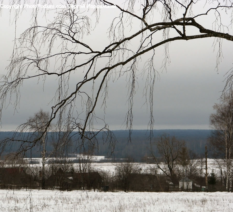 Plant, Tree, Birch, Wood, Field, Grass, Grassland