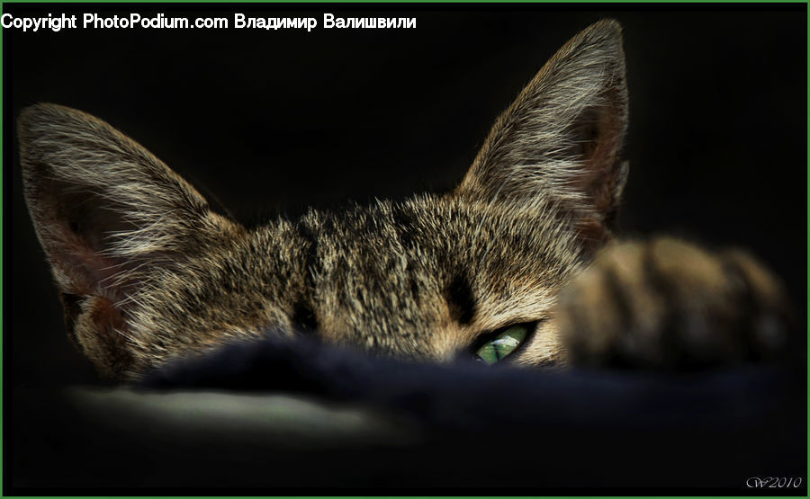 Abyssinian, Animal, Cat, Mammal, Pet, Asleep