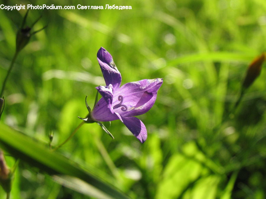 Blossom, Crocus, Flora, Flower, Plant, Geranium, Violet