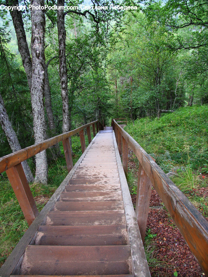 Boardwalk, Deck, Path, Sidewalk, Walkway, Road, Forest