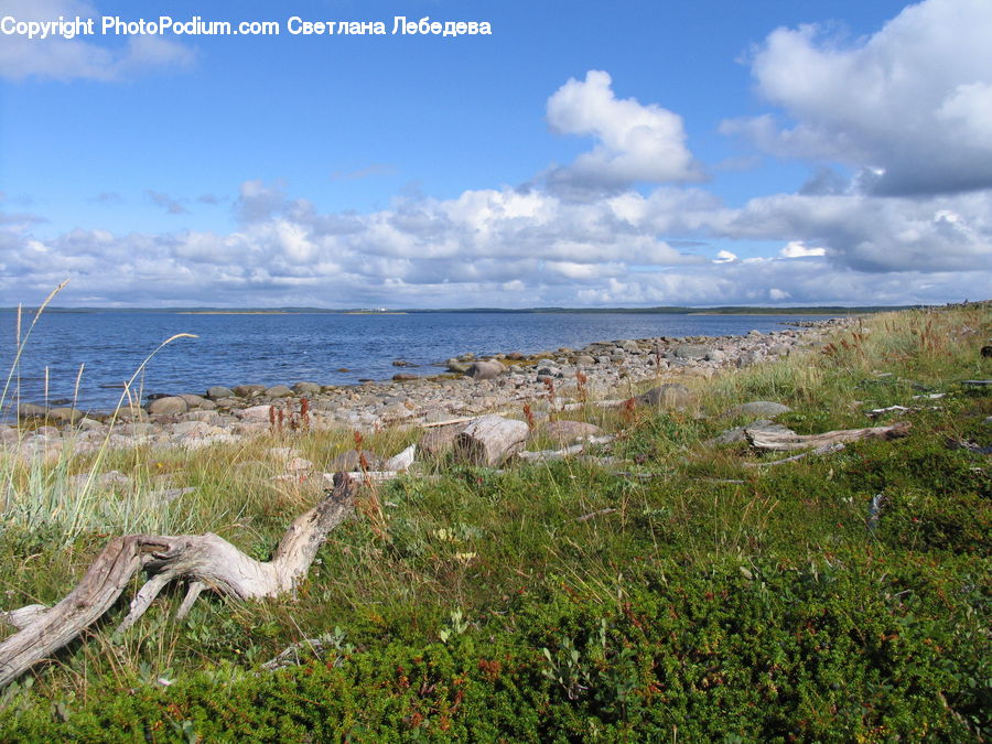 Bird, Crane Bird, Heron, Land, Outdoors, Plateau, Tundra