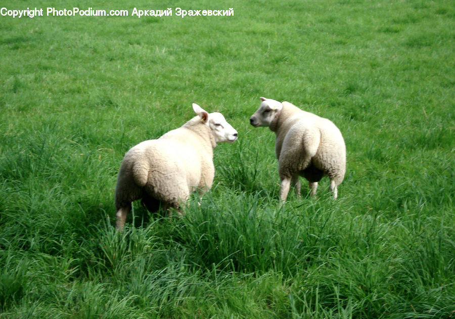 Countryside, Grassland, Meadow, Outdoors, Pasture, Ranch, Animal