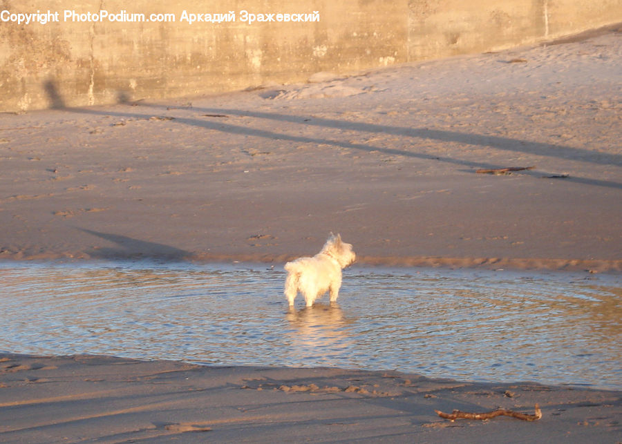 Animal, Canine, Dog, Golden Retriever, Mammal, Pet, Terrier