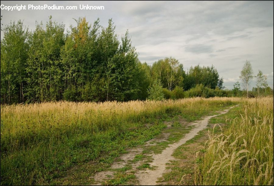 Field, Grass, Grassland, Land, Outdoors, Plant, Potted Plant