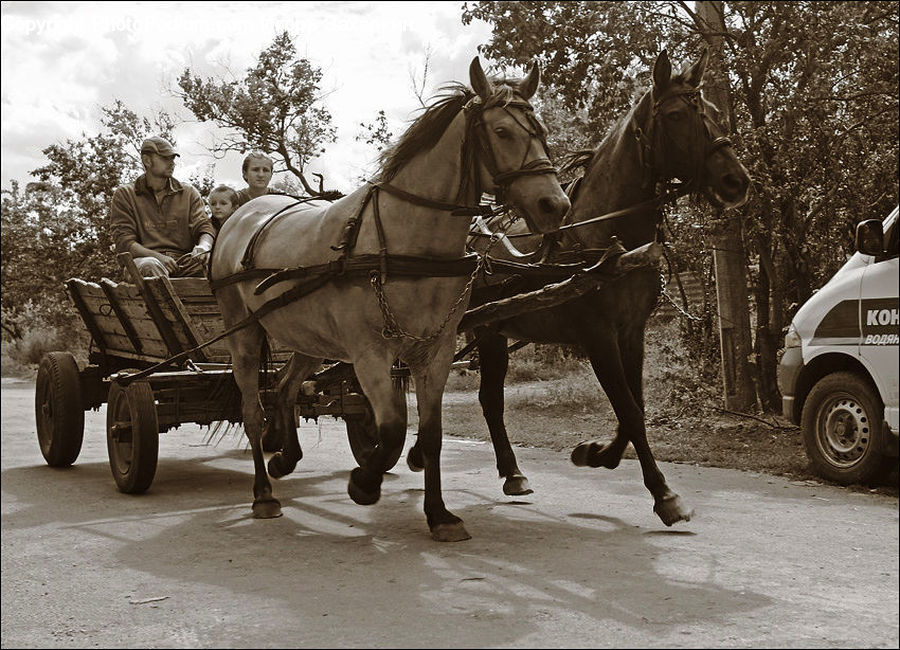 Buggy, Carriage, Horse Cart, Wagon, Animal, Horse, Mammal
