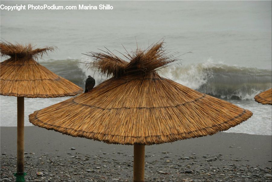 Umbrella, Beach, Coast, Outdoors, Sea, Water, Palm Tree