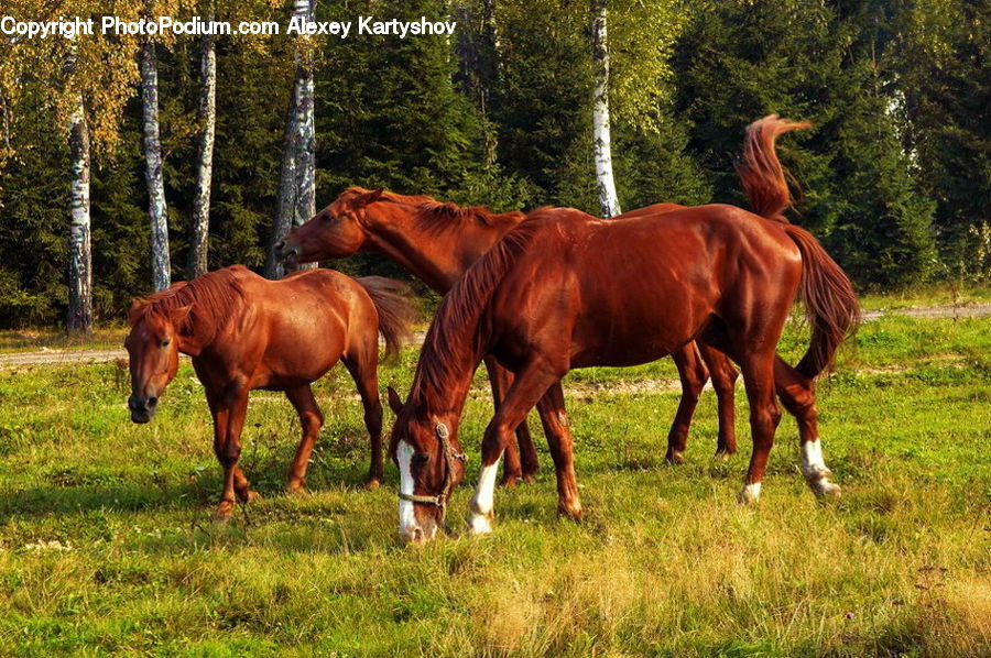 Animal, Horse, Mammal, Colt Horse, Foal, Countryside, Grassland