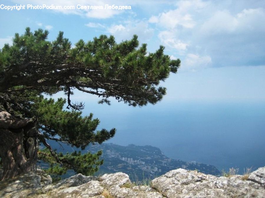 Conifer, Fir, Plant, Tree, Vegetation, Landscape, Nature