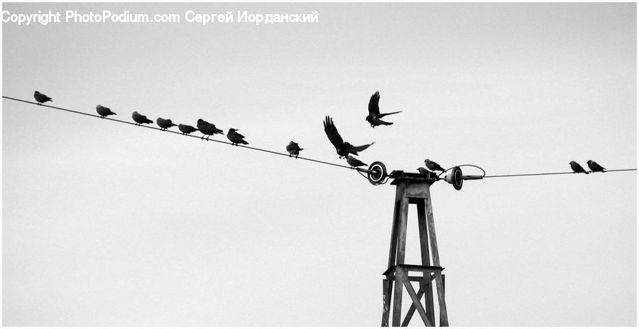 Antenna, Bird, Blackbird, Crow, Swallow, Silhouette, Flying