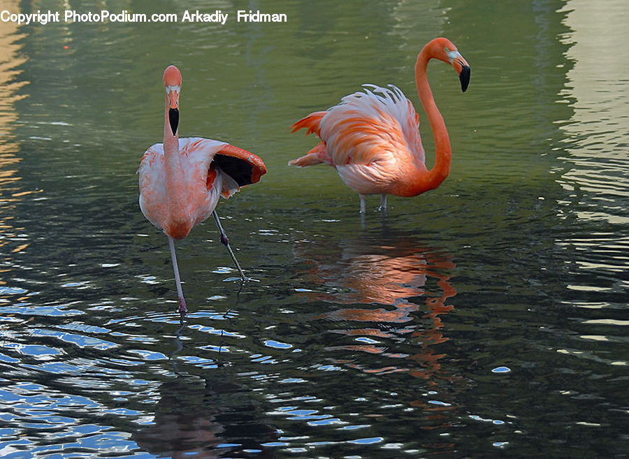 Bird, Flamingo, Flock, Nature, Outdoors