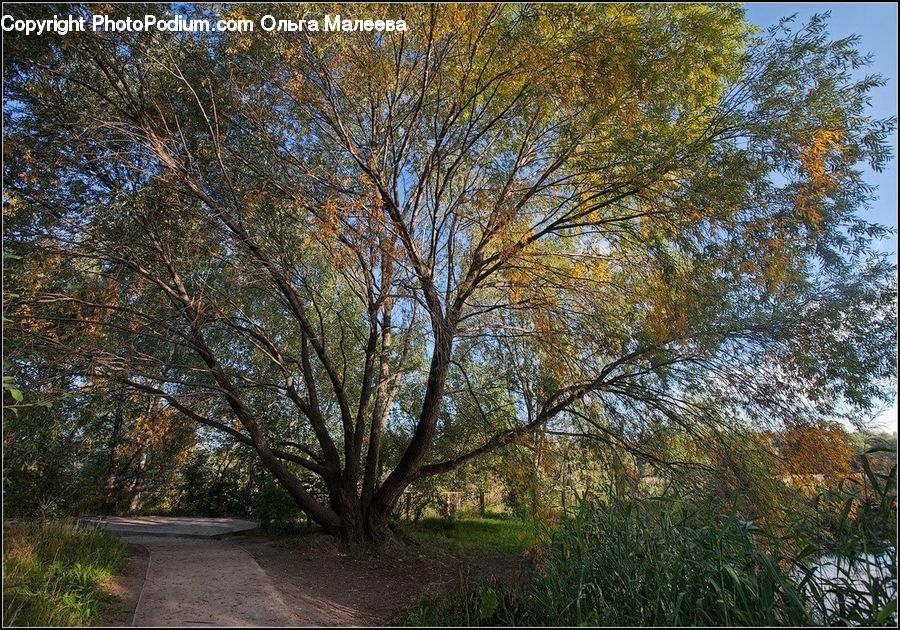 Birch, Tree, Wood, Conifer, Fir, Plant, Dirt Road