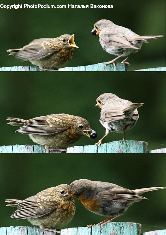 Bird, Robin, Sparrow, Wren, Swallow, Anthus, Anhinga