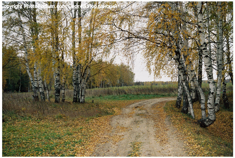 Dirt Road, Gravel, Road, Birch, Tree, Wood, Landscape