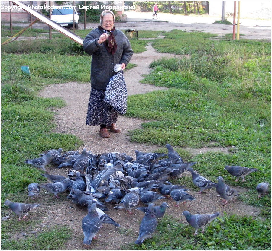 Human, People, Person, Bird, Pigeon, Dove, Yard
