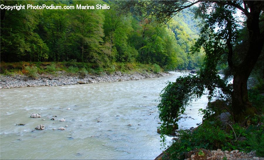Outdoors, River, Water, Forest, Jungle, Rainforest, Vegetation