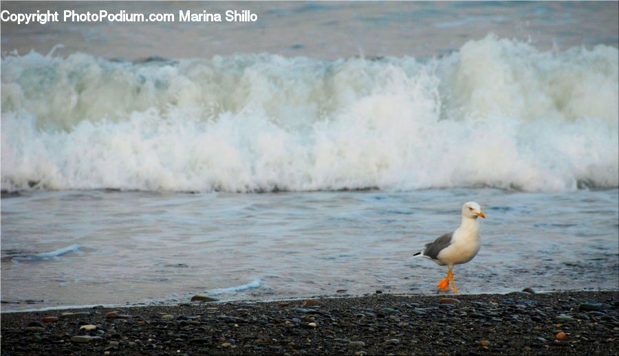 Bird, Seagull, Outdoors, Sea, Sea Waves, Water, Beach