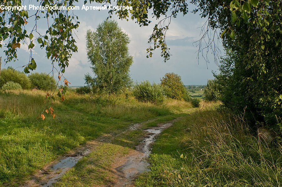 Dirt Road, Gravel, Road, Bush, Plant, Vegetation, Tree