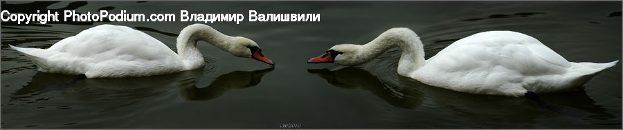 Bird, Swan, Waterfowl, Beak